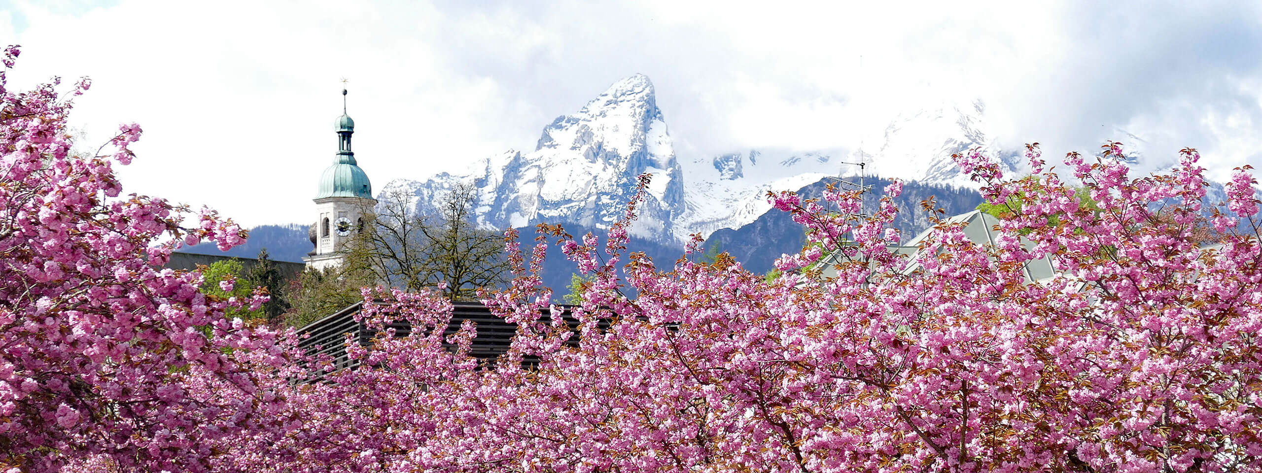 Kirschblüte