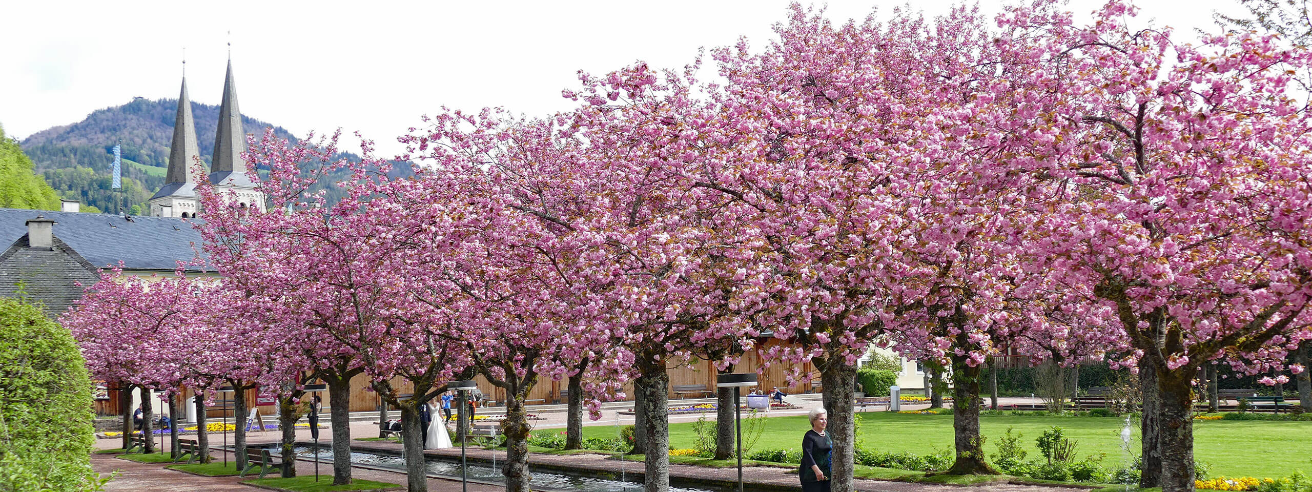 Kirschblüte