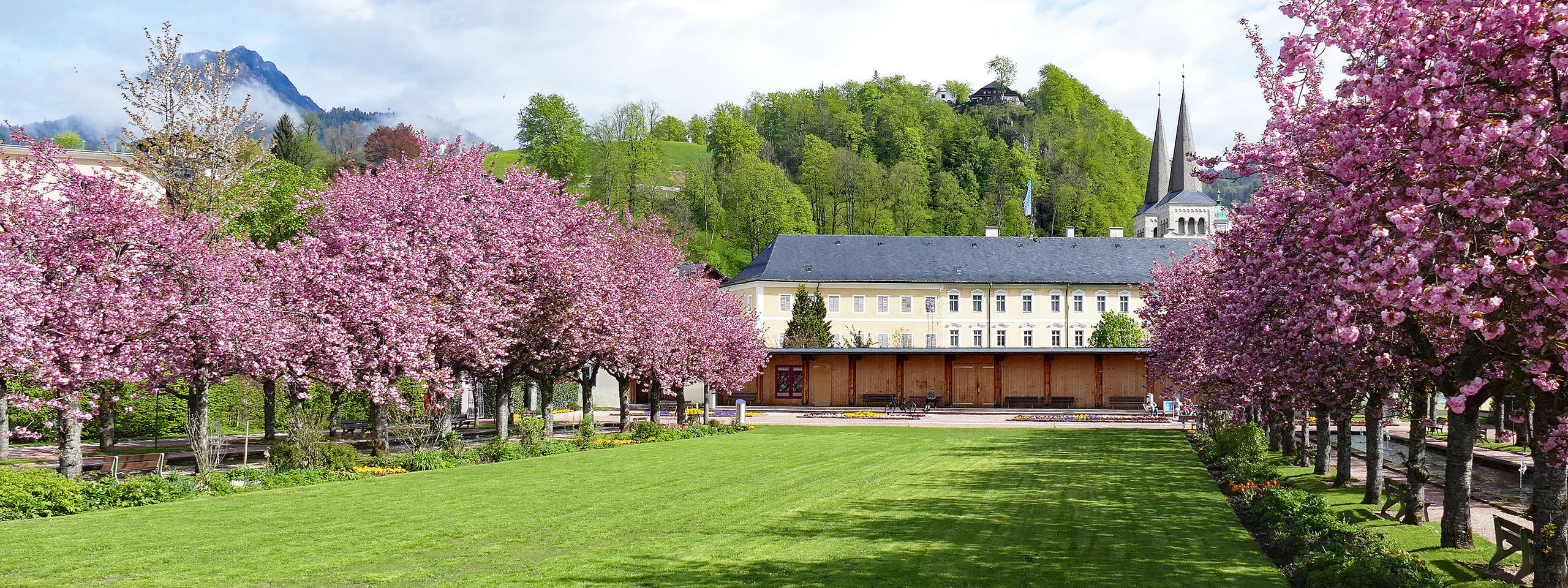 Kirschblüte